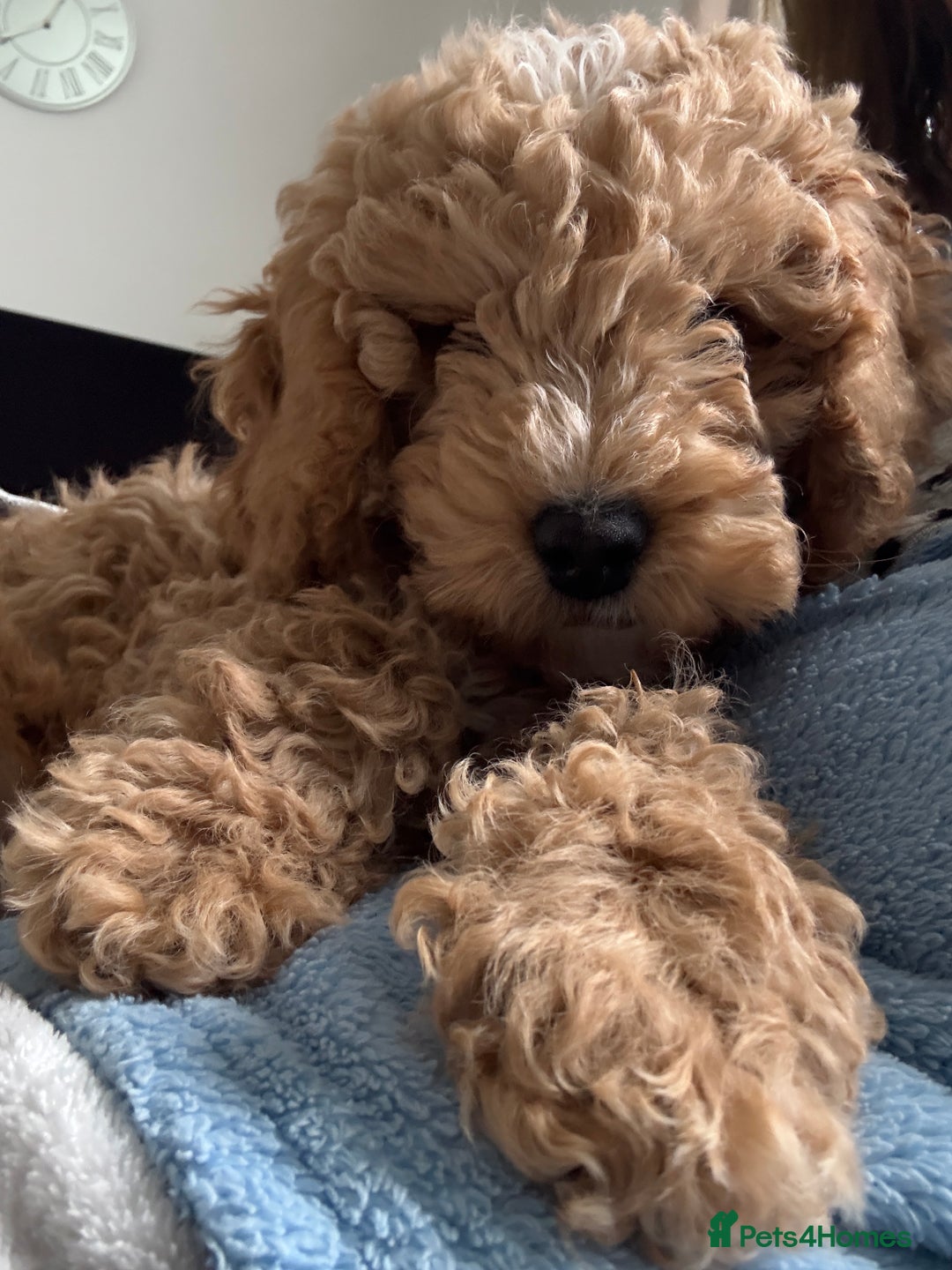 Cockapoo dogs for sale: Rehome - Image 4