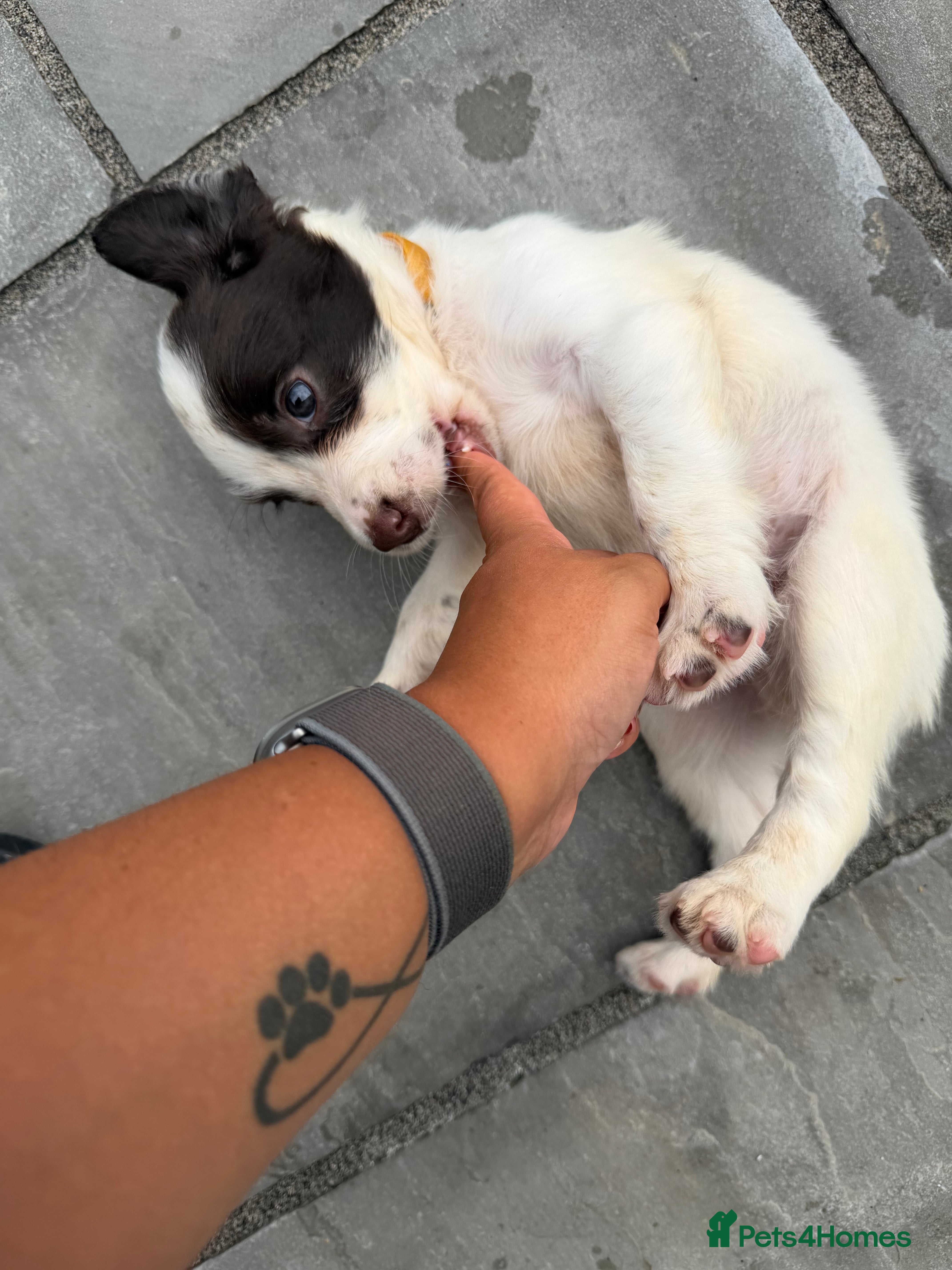 English Springer Spaniel dogs Quality English Working Springer Spaniel Puppies - Advert 2