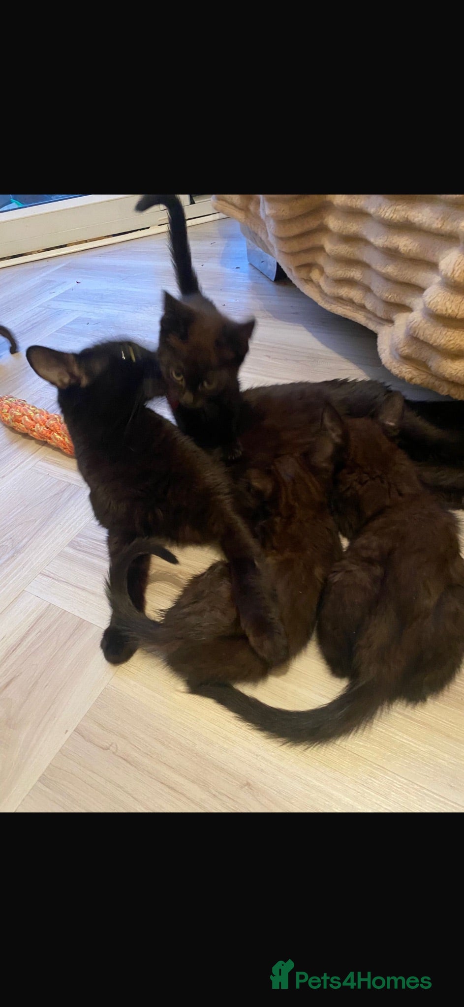 Mixed Breed cats 11 week old mixed litter of gorgeous black kittens - Advert 1