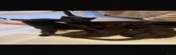 Mixed Breed cats for sale: 11 week old mixed litter of gorgeous black kittens in Luton - Advert 1