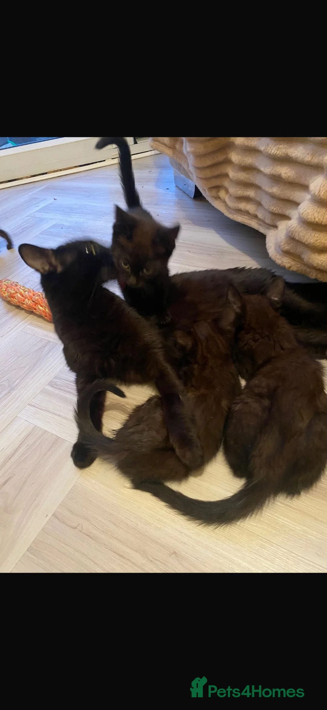 Mixed Breed cats for sale: 11 week old mixed litter of gorgeous black kittens in Luton - Advert 1
