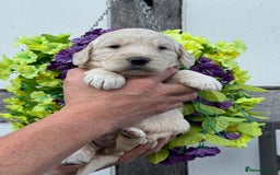 Goldendoodle dogs for sale: 8 gorgeous f1 mini goldendoodle dna clear - Image 5