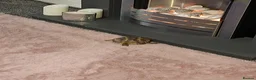 Tortoise reptiles for sale: Horsfield Tortoise for sale  in Doncaster - Advert 3