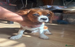 Cavalier King Charles Spaniel dogs for sale: King Charles cavalier male  - Image 3