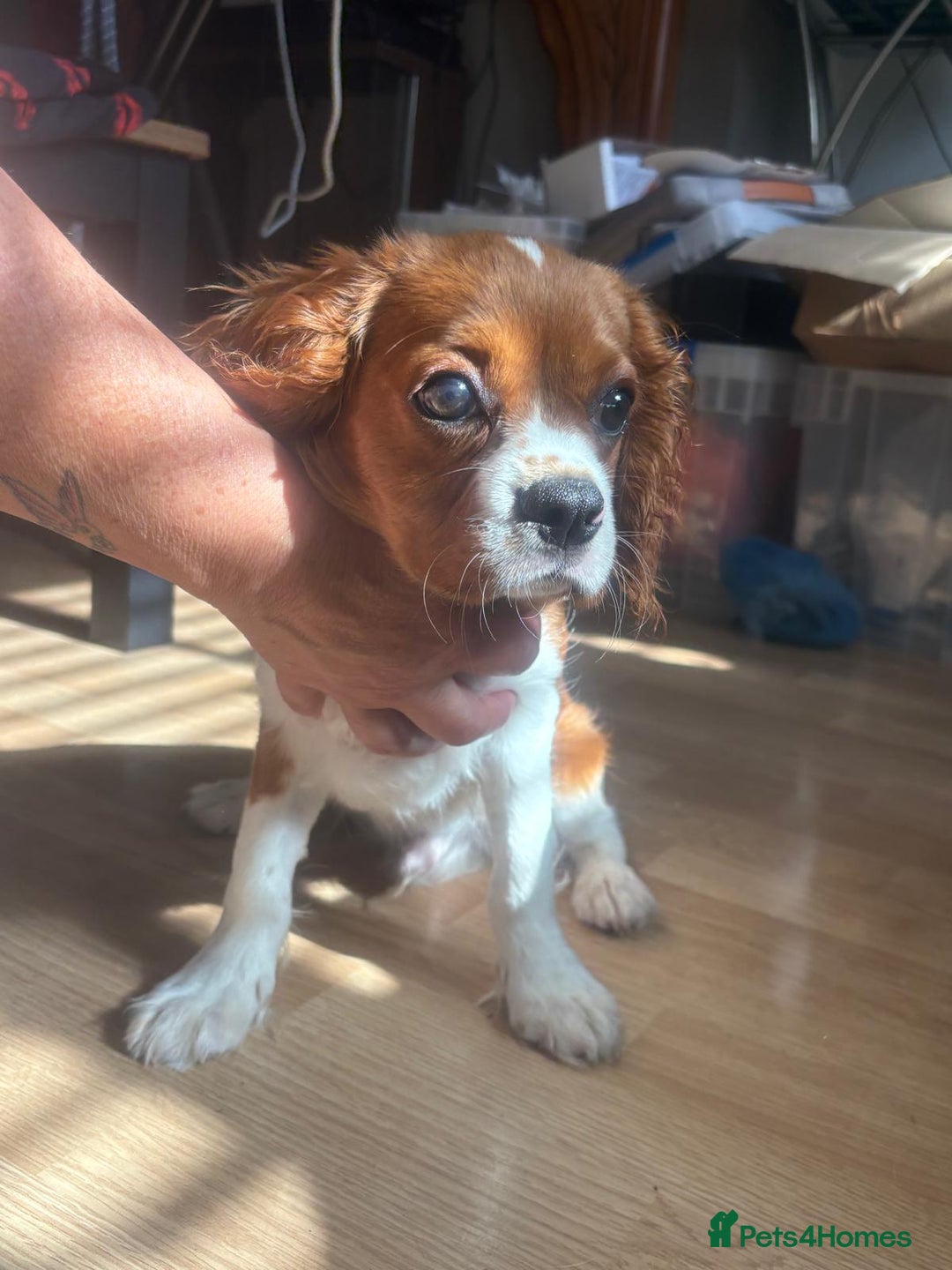Cavalier King Charles Spaniel dogs for sale: King Charles cavalier male  - Image 3