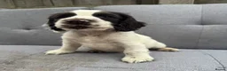 Cocker Spaniel dogs for sale: Cocker Spaniel puppies for sale - Advert 6