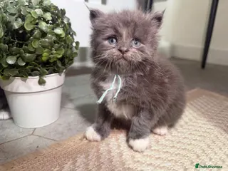 Maine Coon cats Hugh Maine coon babies - Advert 12