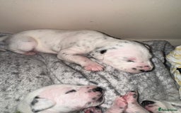 Dalmatian dogs for sale: PEDIGREE Dalmatian Puppies ready by 19th December  - Image 17