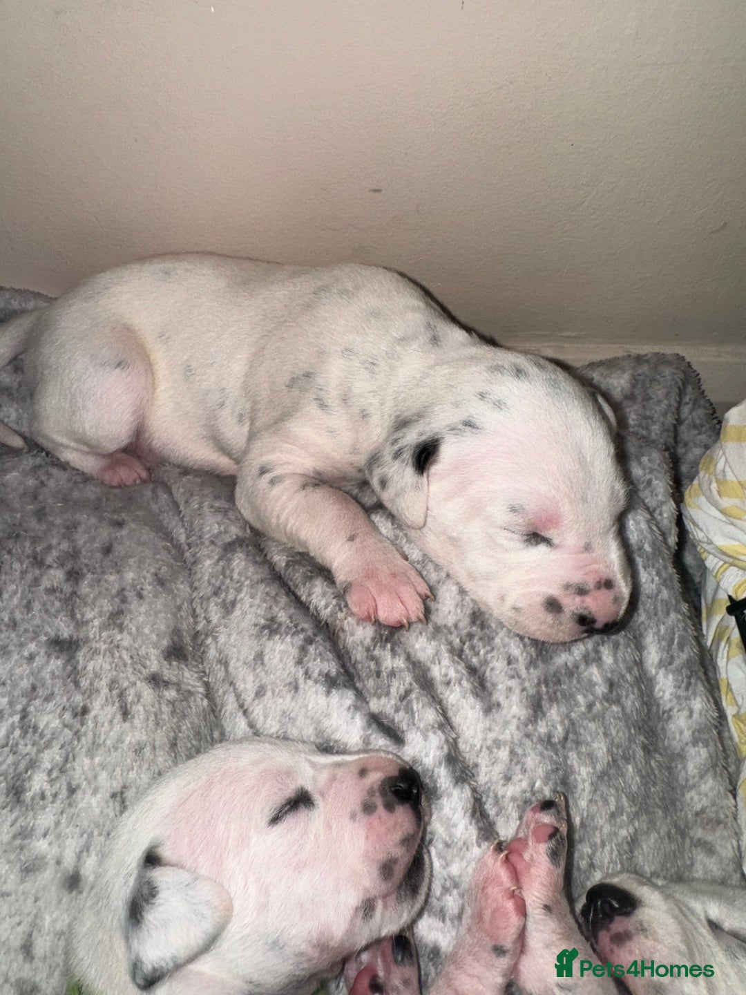 Dalmatian dogs for sale: PEDIGREE Dalmatian Puppies ready by 19th December  - Image 17
