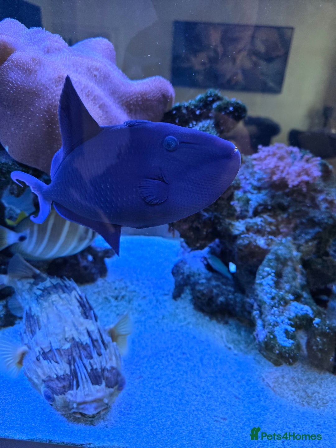 Angelfish fish for sale: Marine fish and coral - Image 12