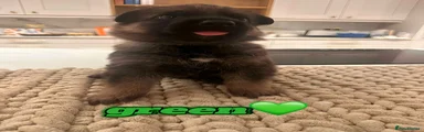 German Shepherd - GREEN