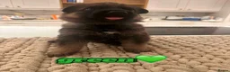 German Shepherd dogs for sale: Exceptional German Shepherd Puppies  - Advert 11