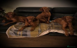 Hungarian Vizsla dogs for stud: Mr David McKerron  - Image 2