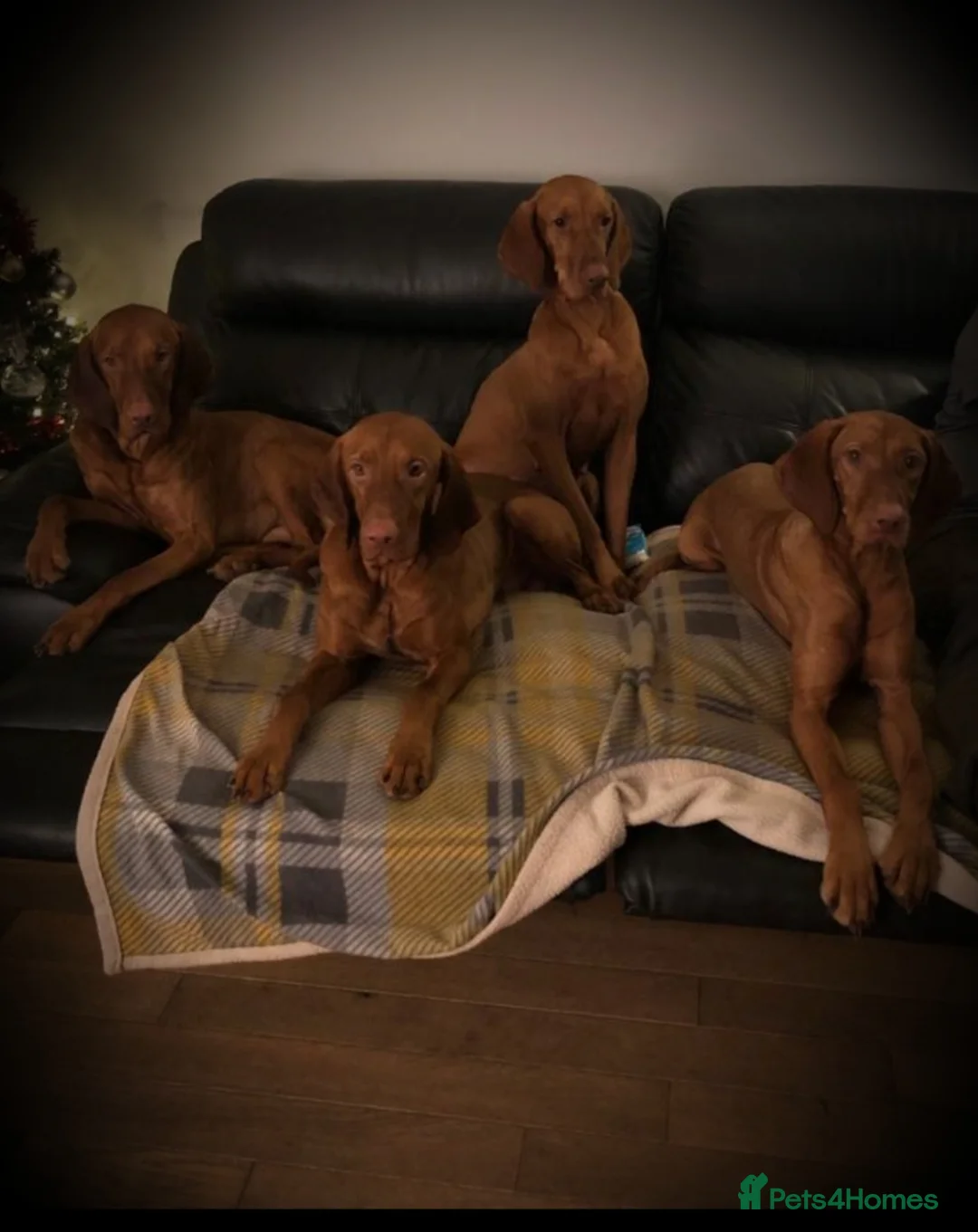 Hungarian Vizsla dogs for stud: Mr David McKerron  - Advert 2