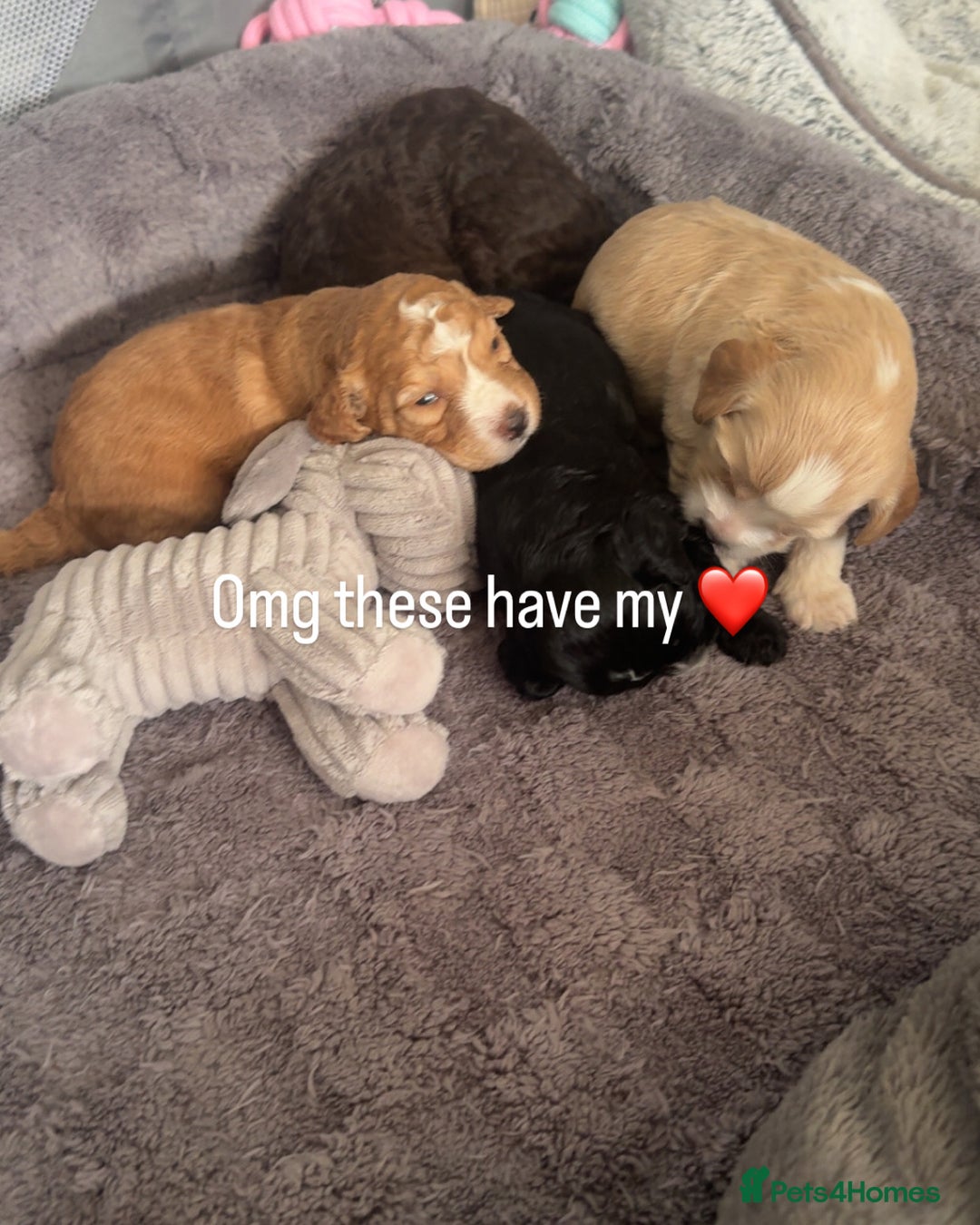 Mixed Breed dogs for sale: Litter off 8 girls f2 cockapoos  - Image 7