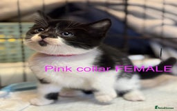 Mixed Breed cats for sale: Farm kittens for sale  - Image 2
