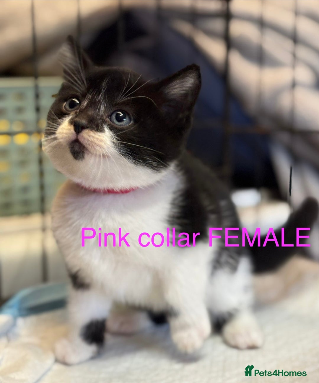 Mixed Breed cats for sale: Farm kittens for sale  - Image 2