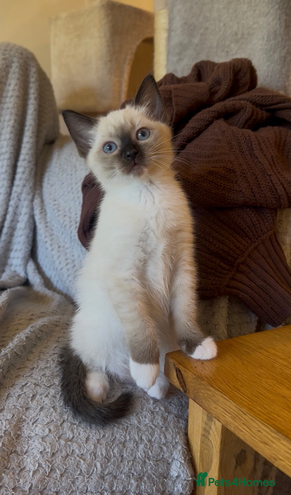 Ragamese cats READY NOW! ONE SIAMESE GIRL LEFT ONLY - Advert 1