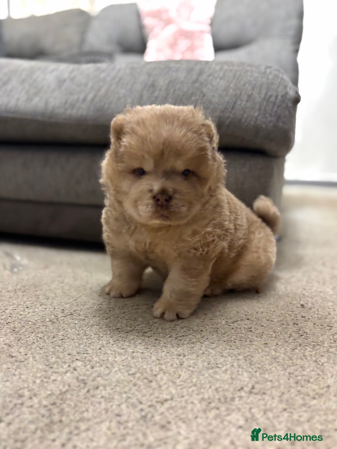 Chow Chow dogs for sale: Lesley Chow  - Advert 7