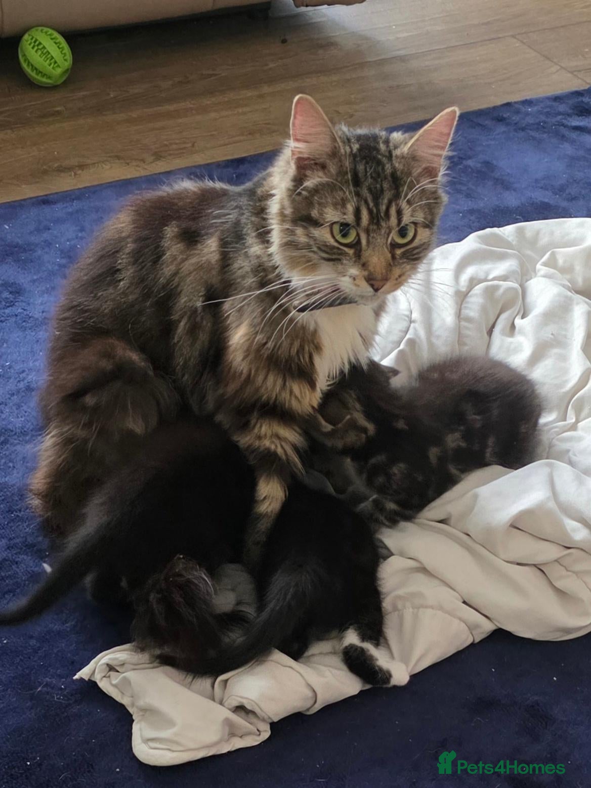 Mixed Breed cats Beautiful Kittens - Advert 1