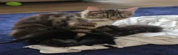 Mixed Breed cats for sale: Beautiful Kittens in Llanelli - Advert 1