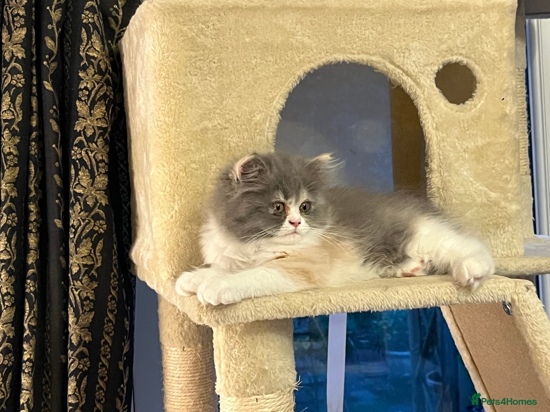 Persian cats for sale: Ready Now 2 Boys/1 Girl Persian Fluff Monsters - Image 10