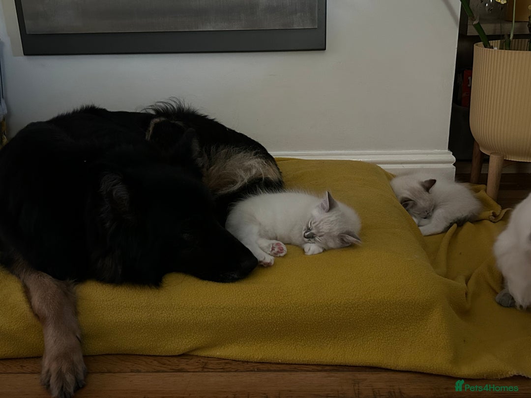 Ragdoll cats for sale: 😻 2 HANDSOME 11 WEEK OLD MALE RAGDOLL KITTENS 😻 - Image 4