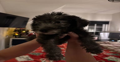 Mixed Breed dogs Bedlington Whippet - Advert 6