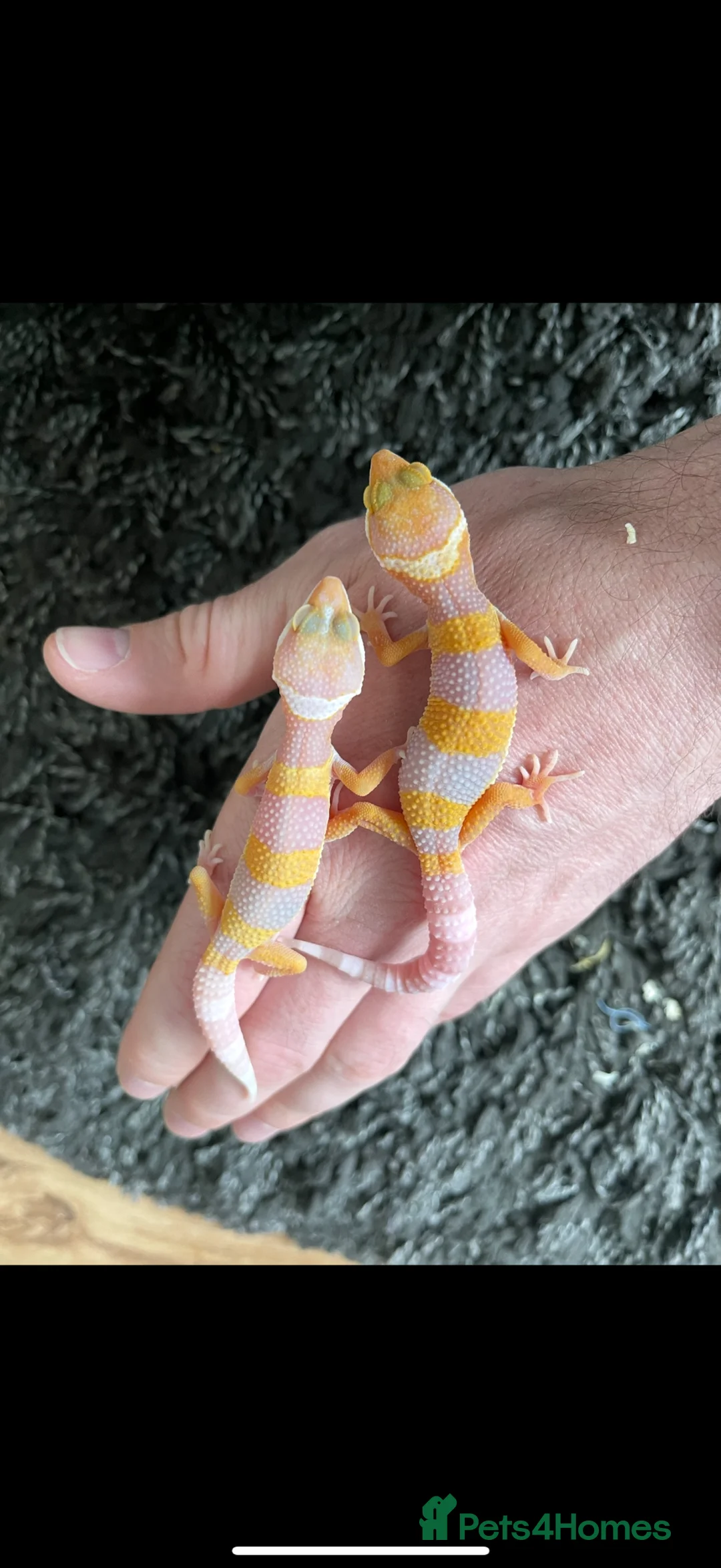 Leopard Gecko reptiles for sale: STUNNING LEOPARD GECKOS WOW AMAZING - Advert 12