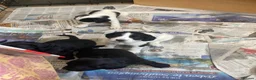 Sprocker dogs for sale: 8 beautiful healthy friendly little Sprocker pups - Advert 9