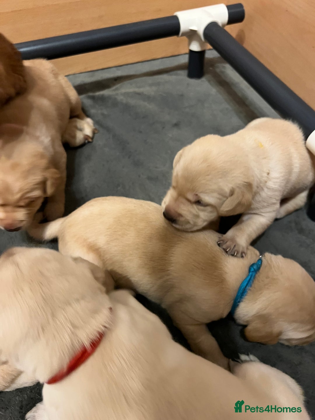 Labrador Retriever dogs for sale: Labrador puppies in Shaftesbury - Image 18