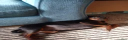 Miniature Pinscher dogs for stud: Kc registered male miniature pinsher stud - Advert 11