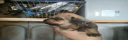 Mixed Breed dogs for sale: Dachshund x Saluki Greyhound  - Advert 5