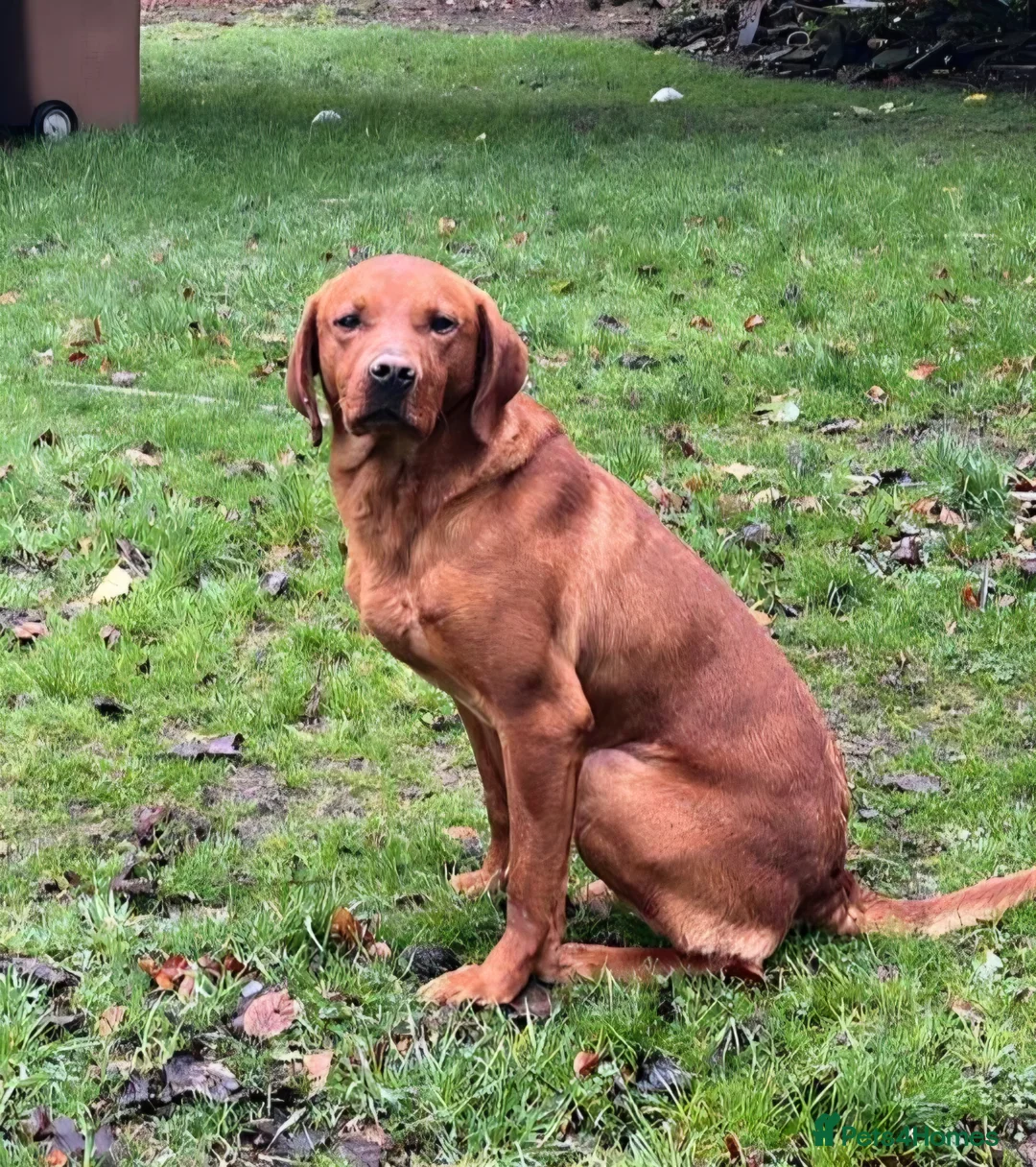 Labrador Retriever dogs for sale: KC Registered Fox Red Labrador Pups - Advert 2