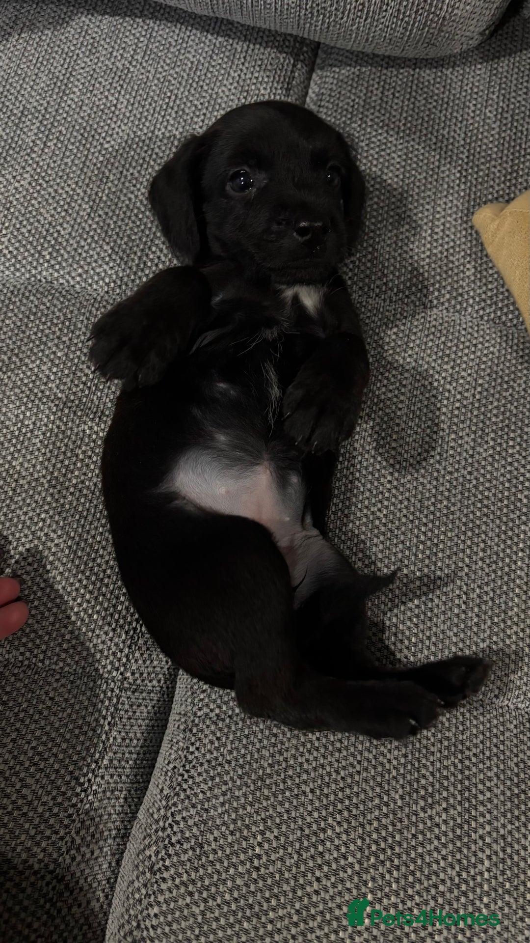 Mixed Breed dogs for sale: Cockapoo X pattadale pups  - Image 6
