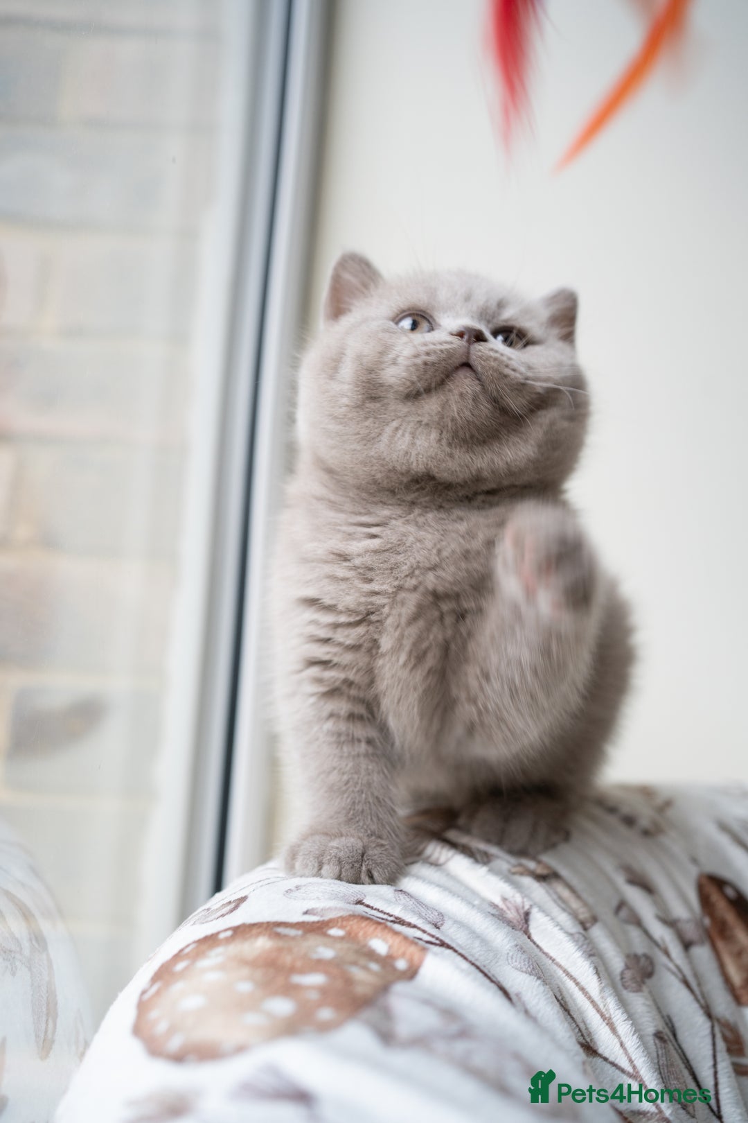 British Shorthair cats for sale: Two lovely boys left  - Advert 7
