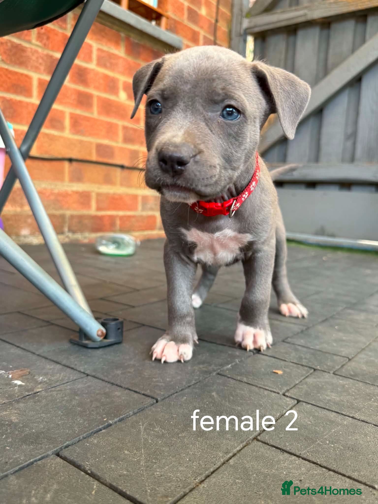 Staffordshire Bull Terrier dogs American Staffordshire terrier - Advert 2