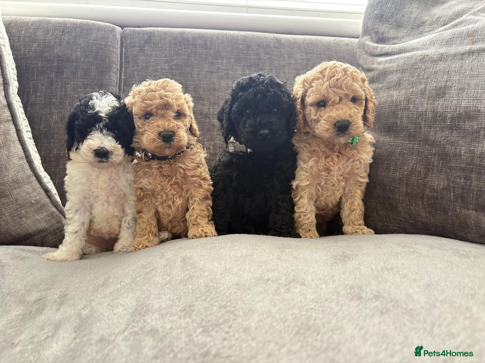 Toy Poodle dogs Poodle puppies from health tested parents  - Advert 1