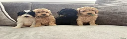 Toy Poodle dogs for sale: Poodle puppies from health tested parents  in Gravesend - Advert 5