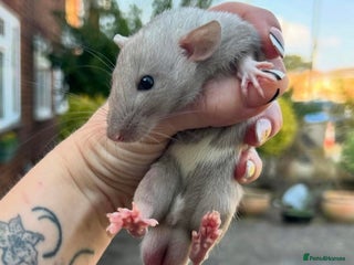 Rat rodents - Advert 3