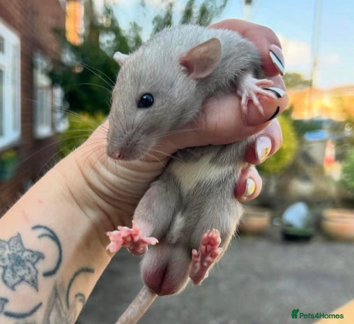 Rat rodents - Advert 2