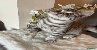 British Shorthair cats - Advert 7
