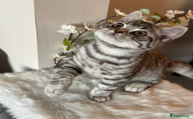 British Shorthair cats - Advert 3