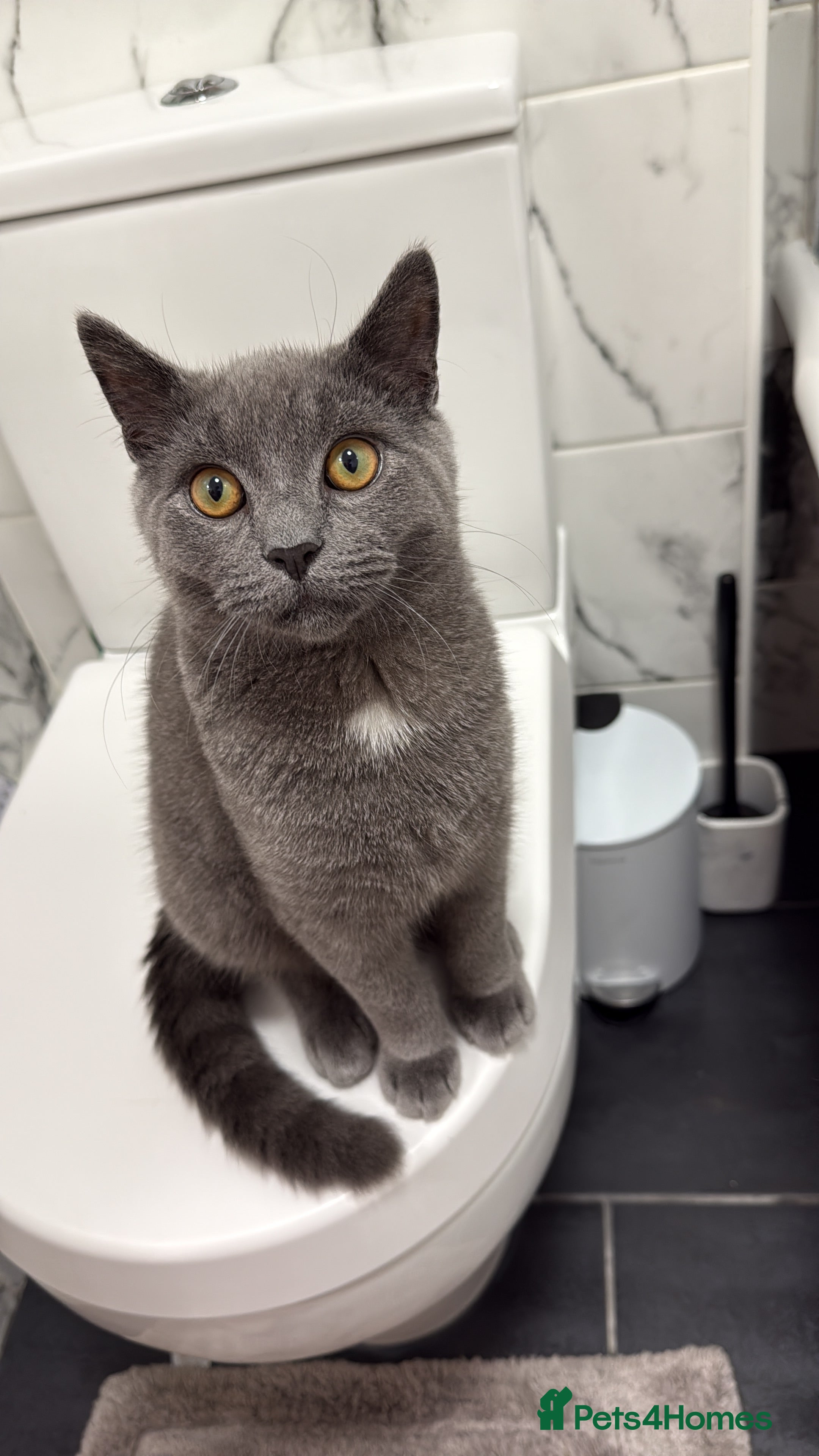 British Shorthair cats Male Grey British Shorthair Kitten 7 Months Old - Advert 3