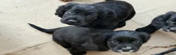 Cocker Spaniel dogs for sale: One Male Black & White Male One Black Female Pup - Advert 5
