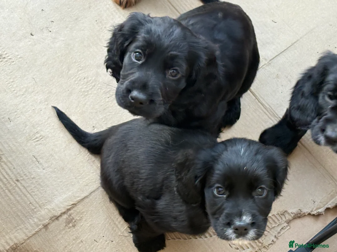 Cocker Spaniel dogs for sale: One Male Black & White Male One Black Female Pup - Advert 5