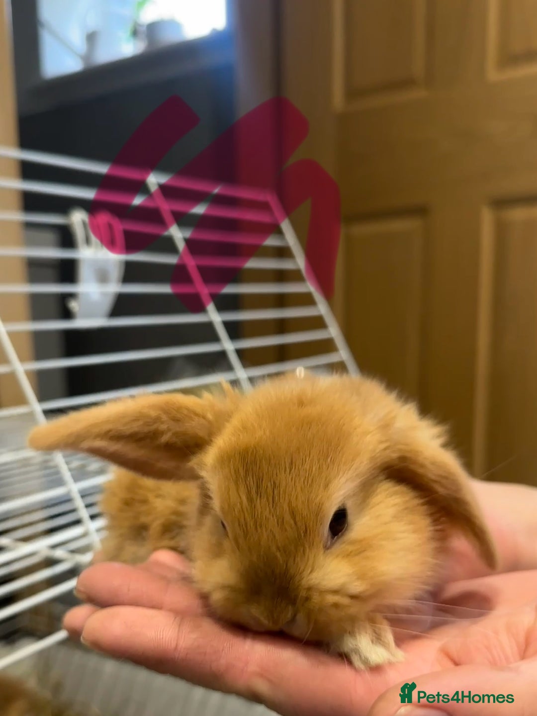 Mini Lop rabbits for sale: Mini lop babies for sale. Ready October 18th - Image 18