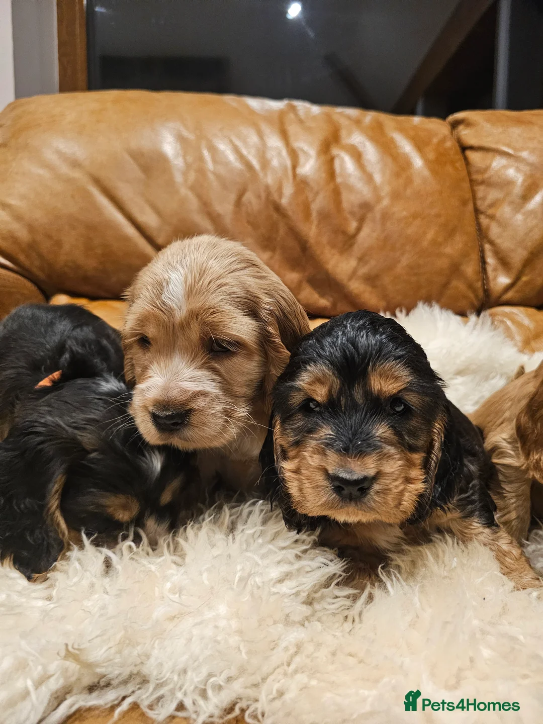 Cocker Spaniel dogs for sale: 5* Show Type Cocker Spaniels Villaspaniol Lines - Advert 18
