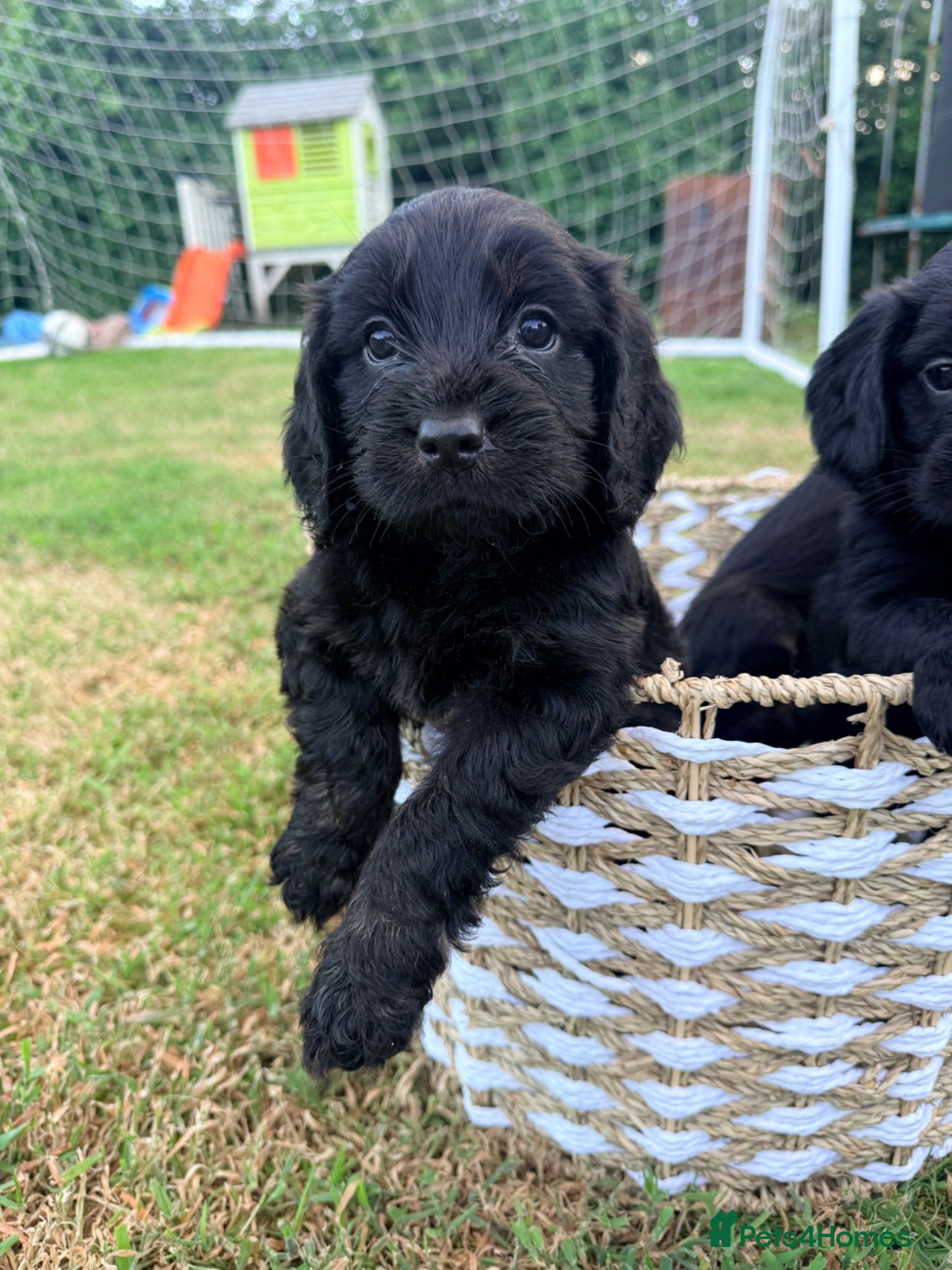 Cockapoo dogs 5 Beautiful Cockapoo’s - Advert 13