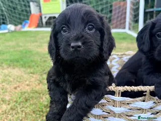 Cockapoo dogs 5 Beautiful Cockapoo’s - Advert 11